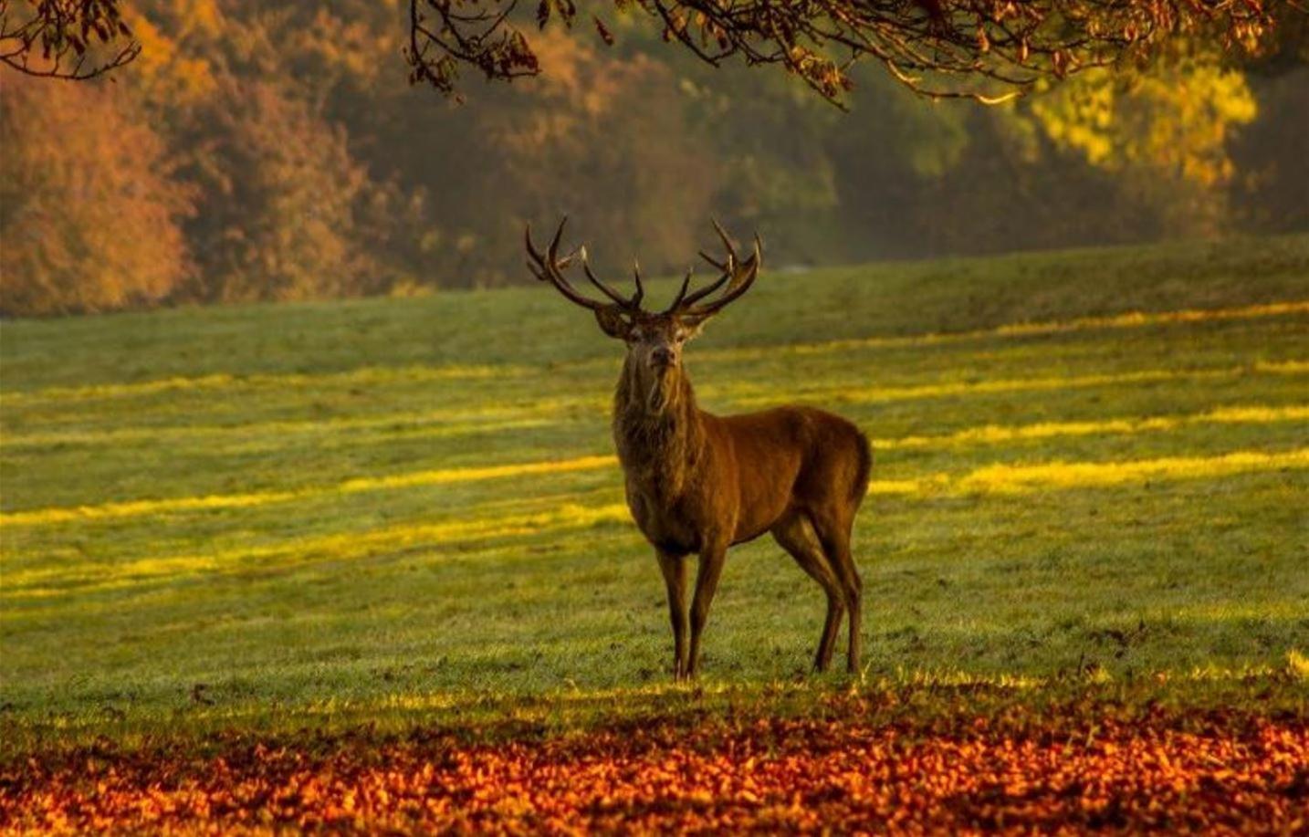 Gite Ker Sologne Chambord Huisseau-sur-Cosson Bagian luar foto